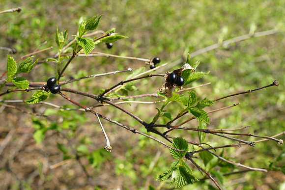 Berries, Central Park