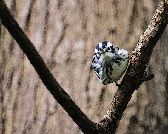 Black-and-White Warbler, Central Park