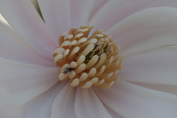 chinese magnolia and pollinator