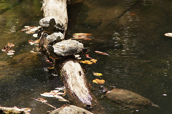 Turtle turtle turtle (turtle)