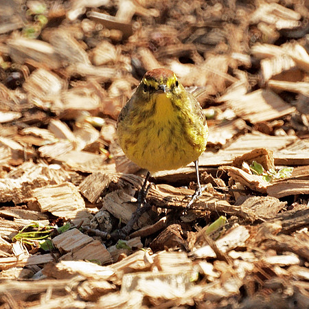 Palm Warbler, Central Park