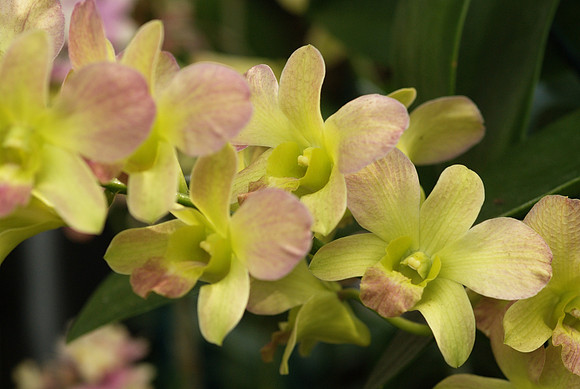 Dendrobium Thongchai Lai