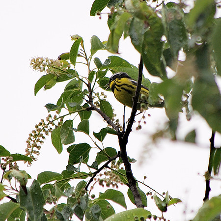 Magnolia Warbler, Central Park