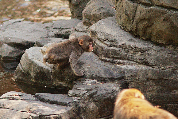 Snow Monkey, Central Park Zoo