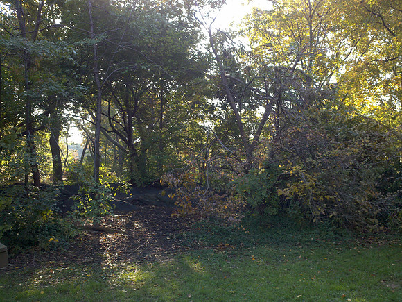 Central Park, after the Halloween weekend storm