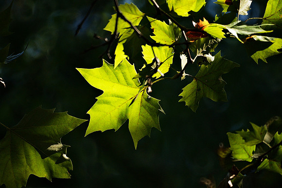 Maple leaves, Central Park
