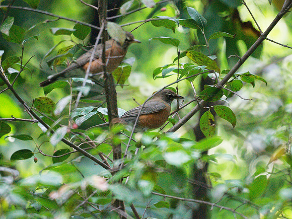 Robins, Central Park