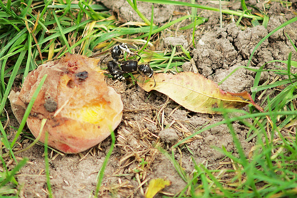 Battling wasps