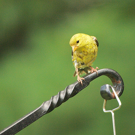 Juvenile American Goldfinch, Traveler Food and Books