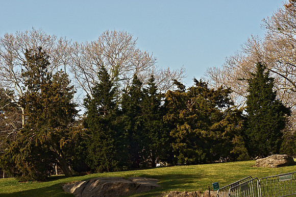 Cedar Hill, Central Park