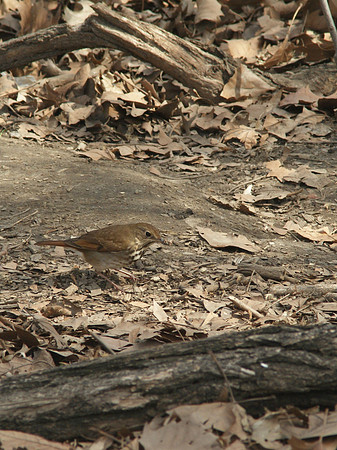 hermit thrush has an outing