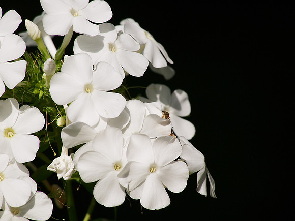 White Black Green