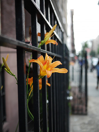 Chelsea:  Daylily, Fence