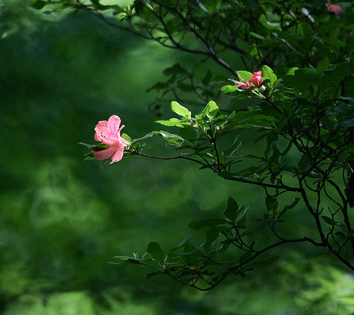 At Azalea Pond
