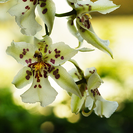 Beallara Tahoma Glacier