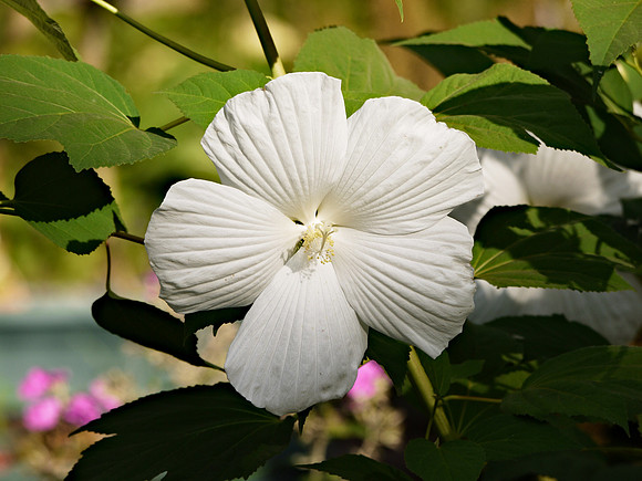 Hibiscus, East Hampton