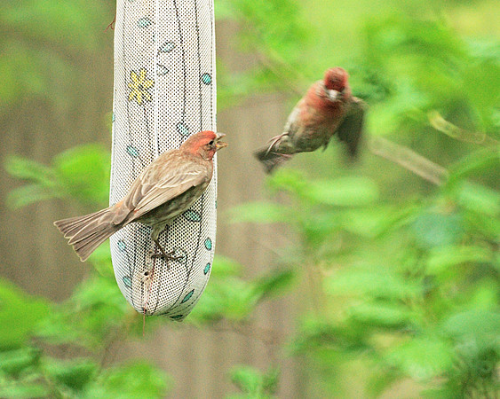 House Finches, Central Park