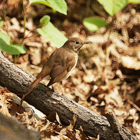 Alert thrush