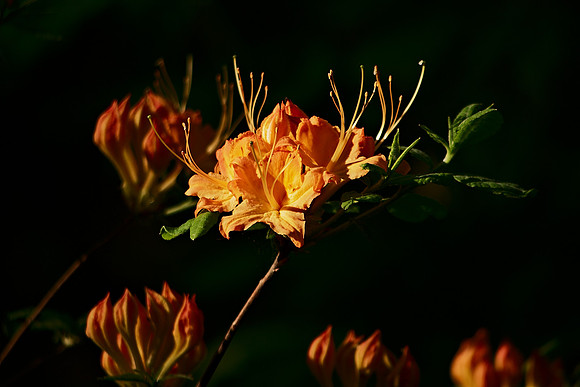 but a moment in the light