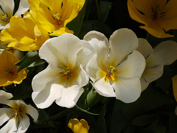 Street flowers
