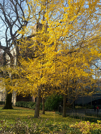 Autumn, Theodore Roosevelt Park