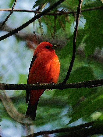Scarlet Tanager