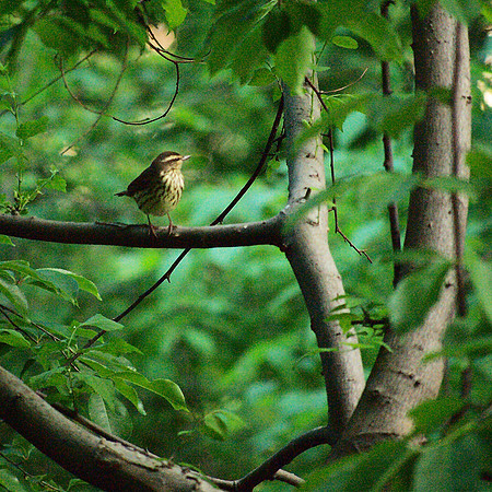 Northern Waterthrush