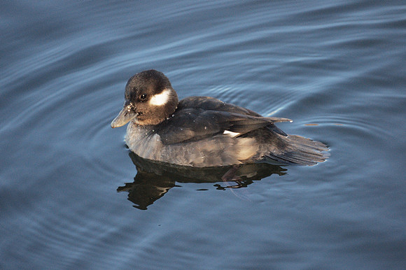 Bufflehead, Central Park