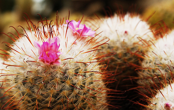 more cactus