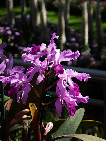 Cattleya lawrenceana