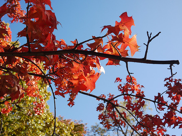 Autumn oak leaves, Central Park
