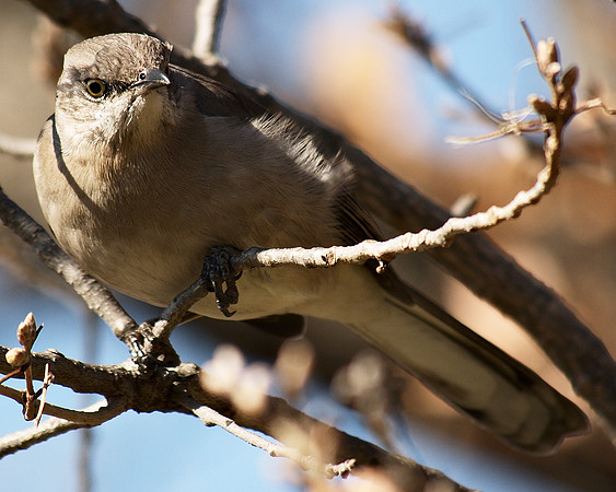 Mockingbird, Central Park