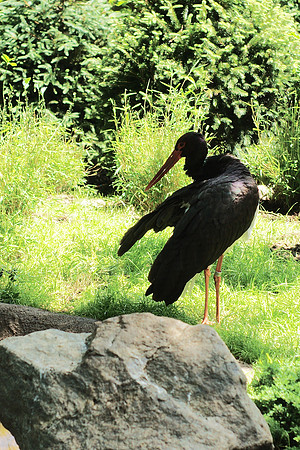 Black Stork