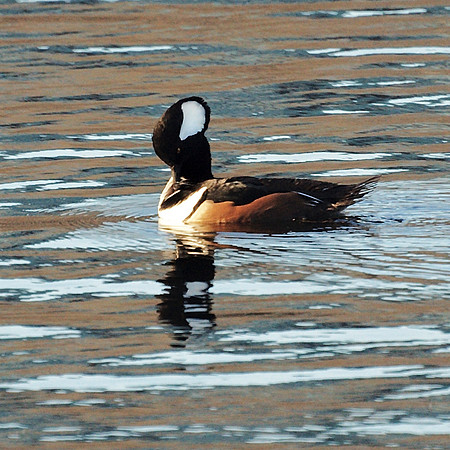 Sculptural Merganser