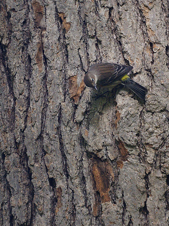 Yellow-Rumped Warbler, Central Park