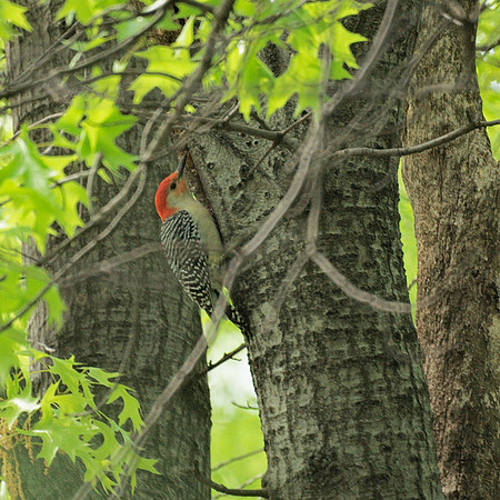 Red-Bellied Woodpecker, Central Park