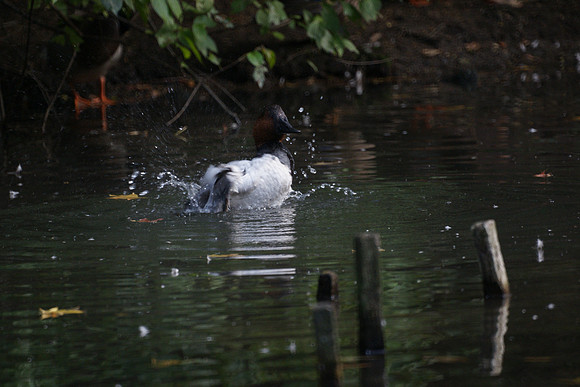 Splish-Splash