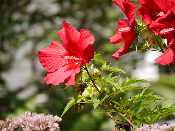 Very red hibiscus