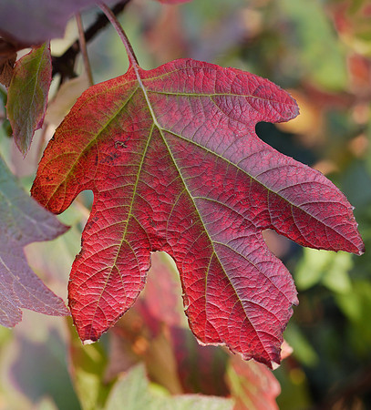 Red leaf