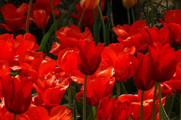Tulips, Brooklyn Botanic Garden