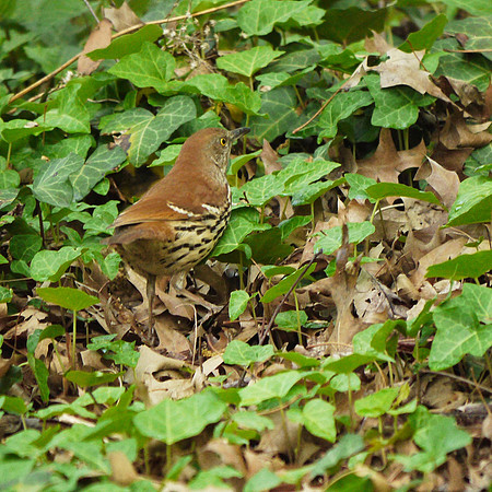 Brown Thrasher, Central Park