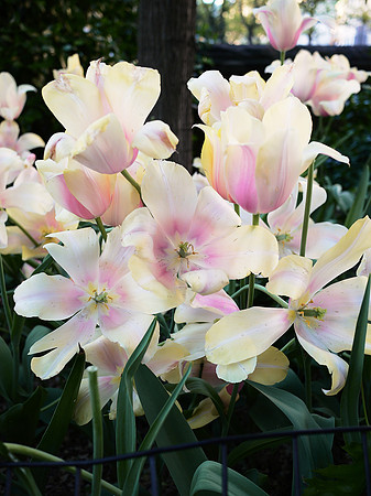 Tulips