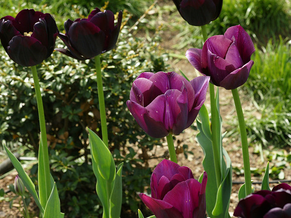 Tulips, Brooklyn Botanic Garden