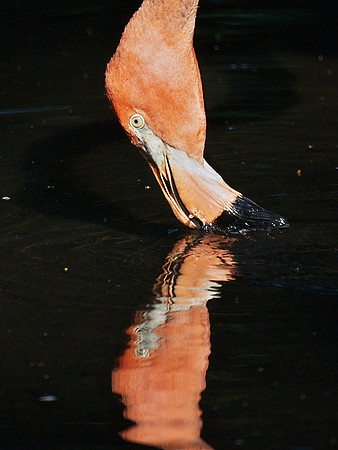 Flamingo / ognimalF