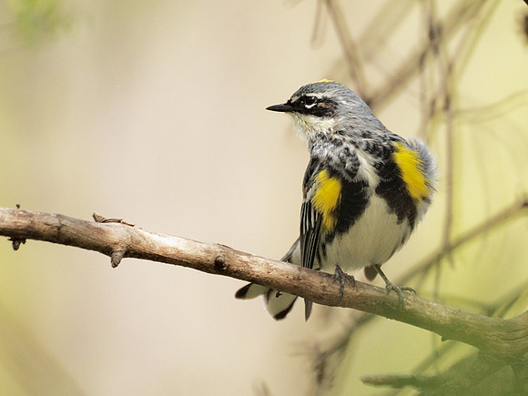 Yellow-Rumped Warbler, NY Botanical Garden