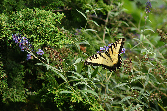 Tiger Swallowtail, Brooklyn Botanic Garden