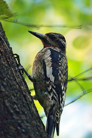 Yellow-Bellied Sapsucker, Central Park