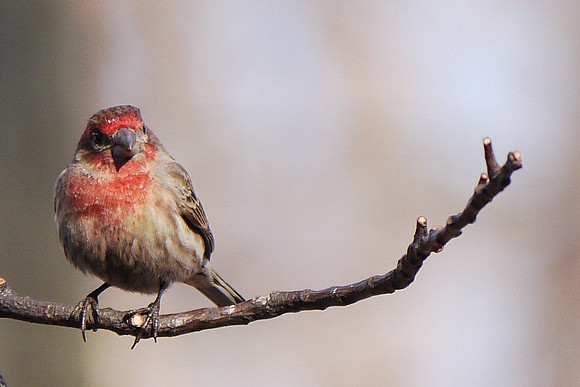 House Finch, Central Park