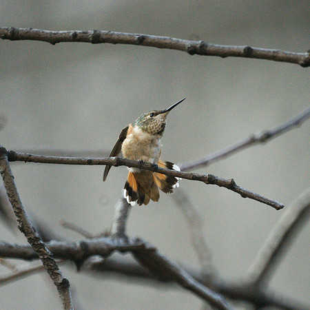 Rufous Hummingbird, Theodore Roosevelt Park