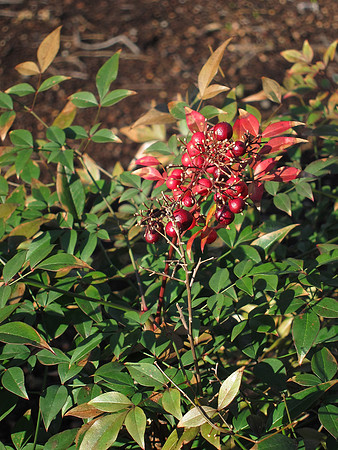 Winter berries, Theodore Roosevelt Park